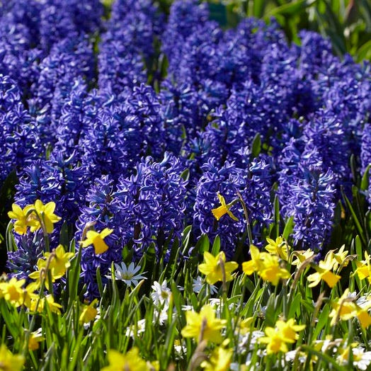 Blue Jacket Hyacinth - Thumbnail 4