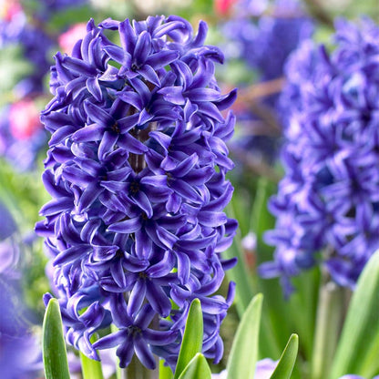 Ultraviolet Bulb Collection