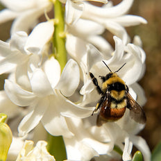 Bee Friendly Fall-Planted Bulbs