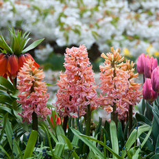 Fragrant Fall-Planted Bulbs