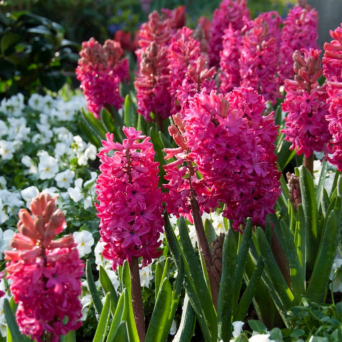 Rhapsody Bulb Collection