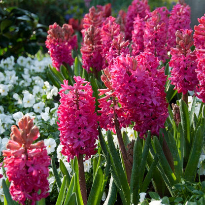 Rhapsody Bulb Collection