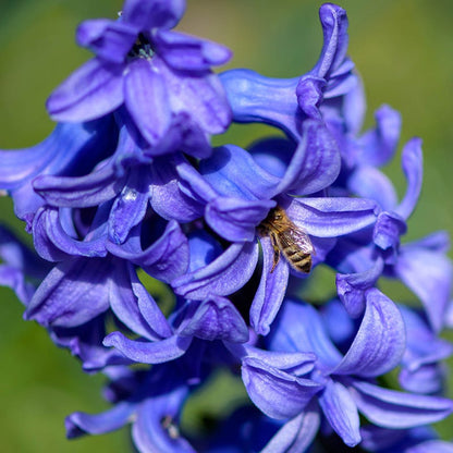 Spring Parade Bulb Collection