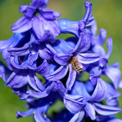 Blue Jacket Hyacinth