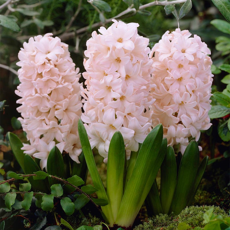 China Pink Hyacinth