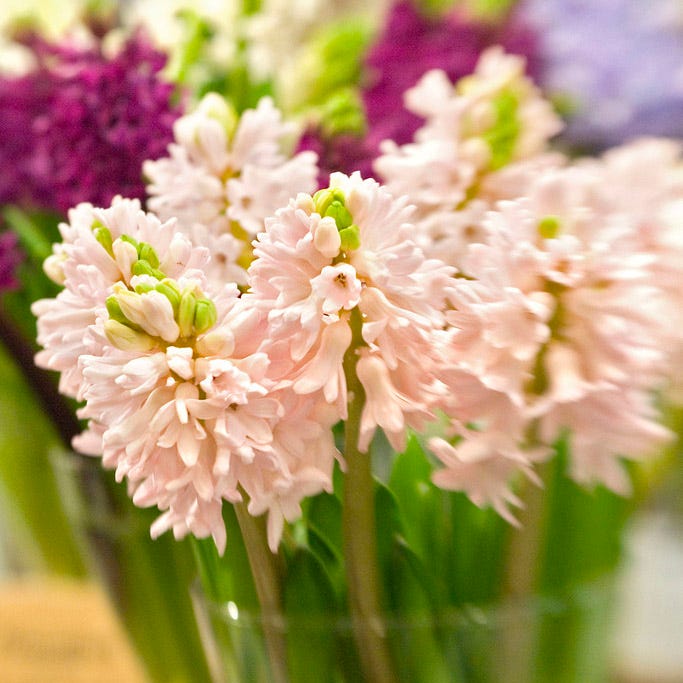 China Pink Hyacinth