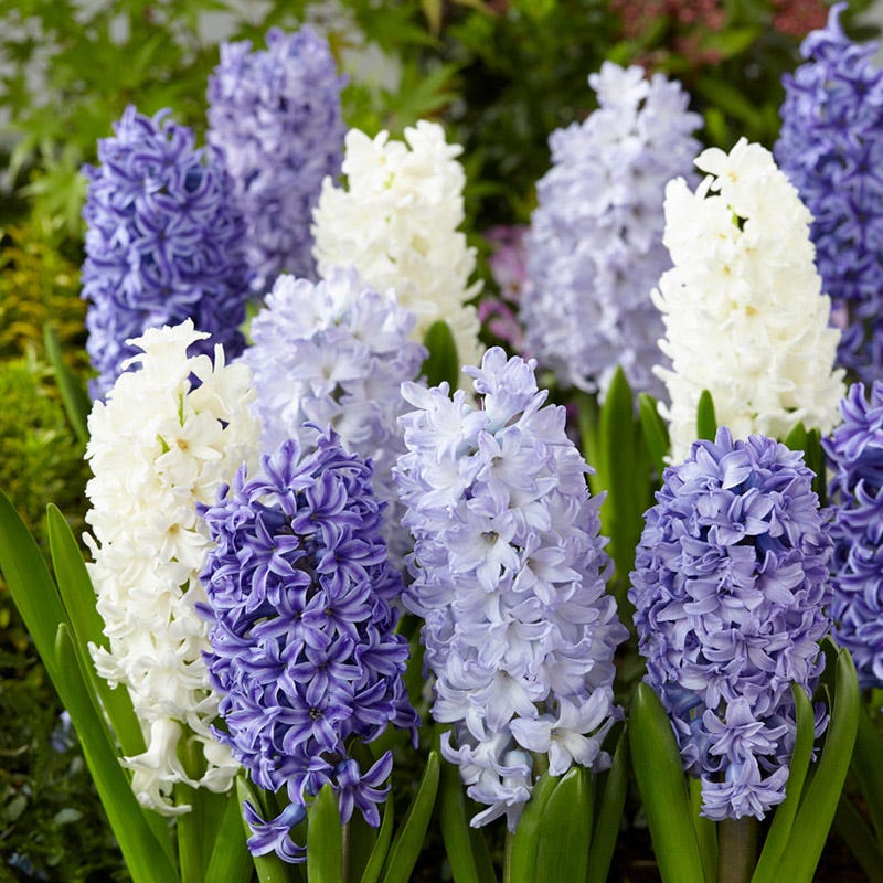 Delft Blue Grape Hyacinth Mix
