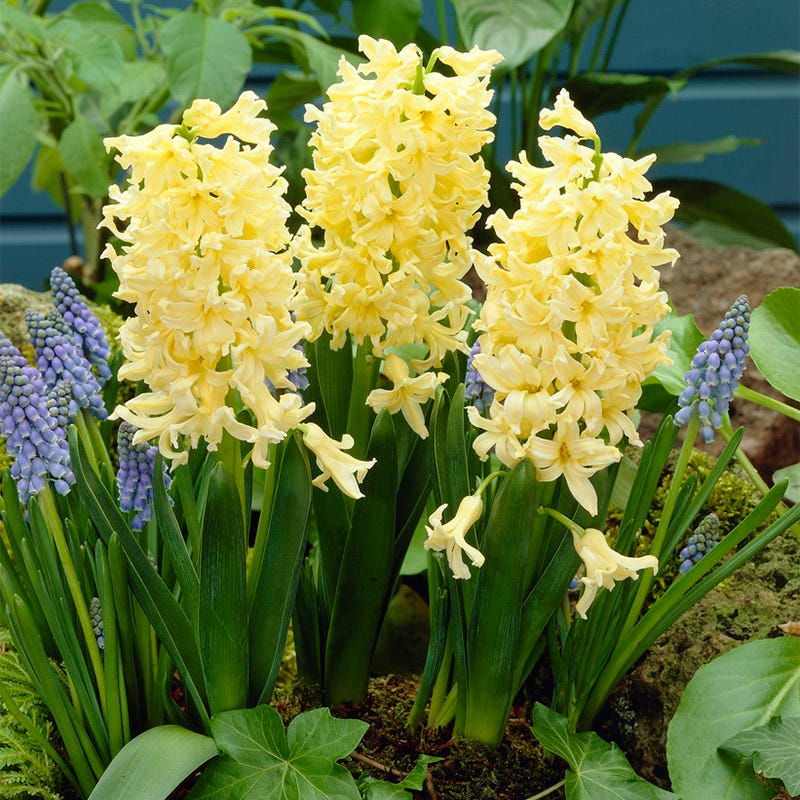 Spring Dawn Hyacinth Bulb Collection