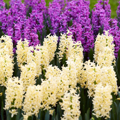 Gipsy Princess Hyacinth