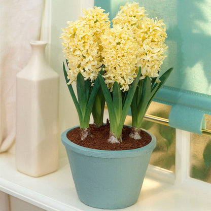 Gipsy Princess Hyacinth