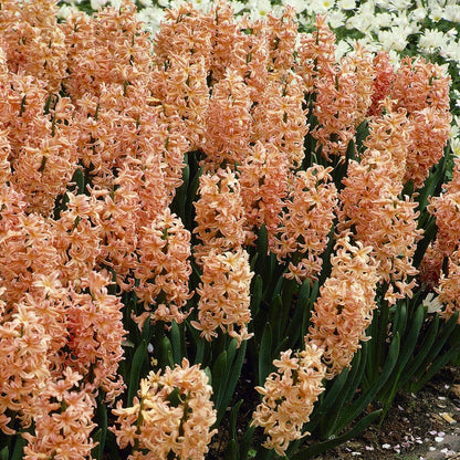 Gipsy Queen Hyacinth