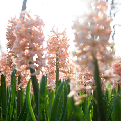 Gipsy Queen Hyacinth
