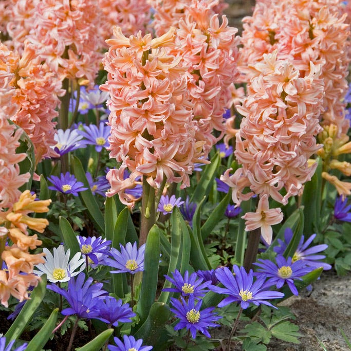 Gipsy Queen Hyacinth