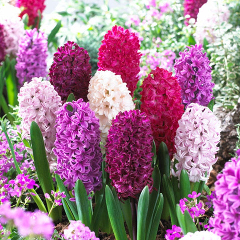 Hyacinth Mix | Purple | Bag of 12 by American Meadows
