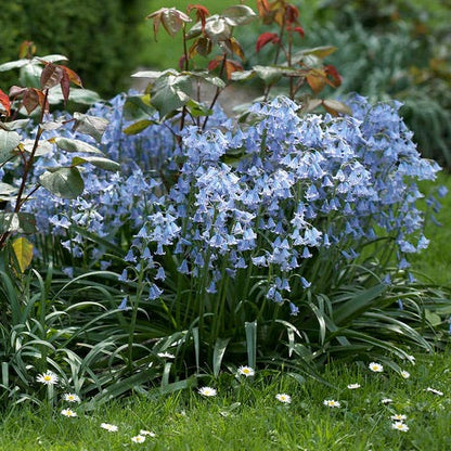 Blue Spanish Bluebells