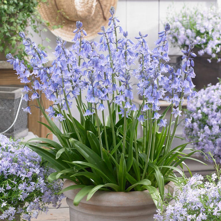 Blue Spanish Bluebells