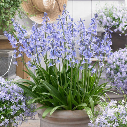 Blue Spanish Bluebells