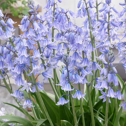 Blue Spanish Bluebells