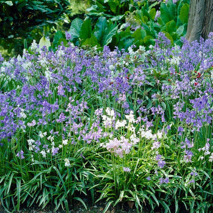 Spanish Bluebells Mix
