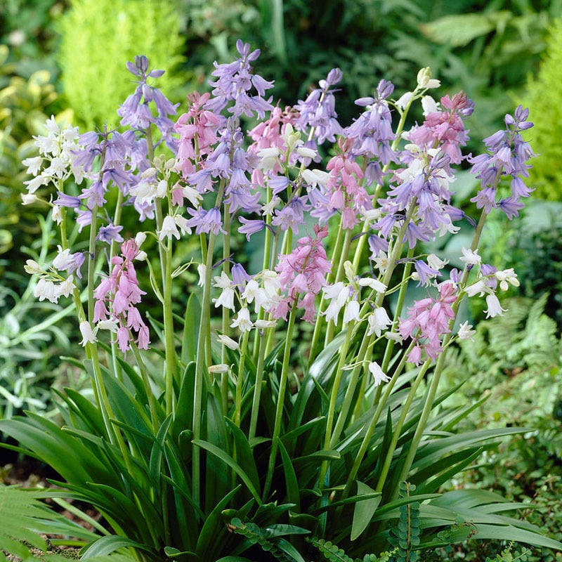 Spanish Bluebells Mix