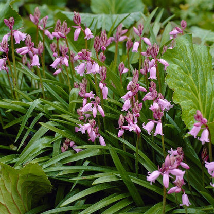 Pink Spanish Bluebells