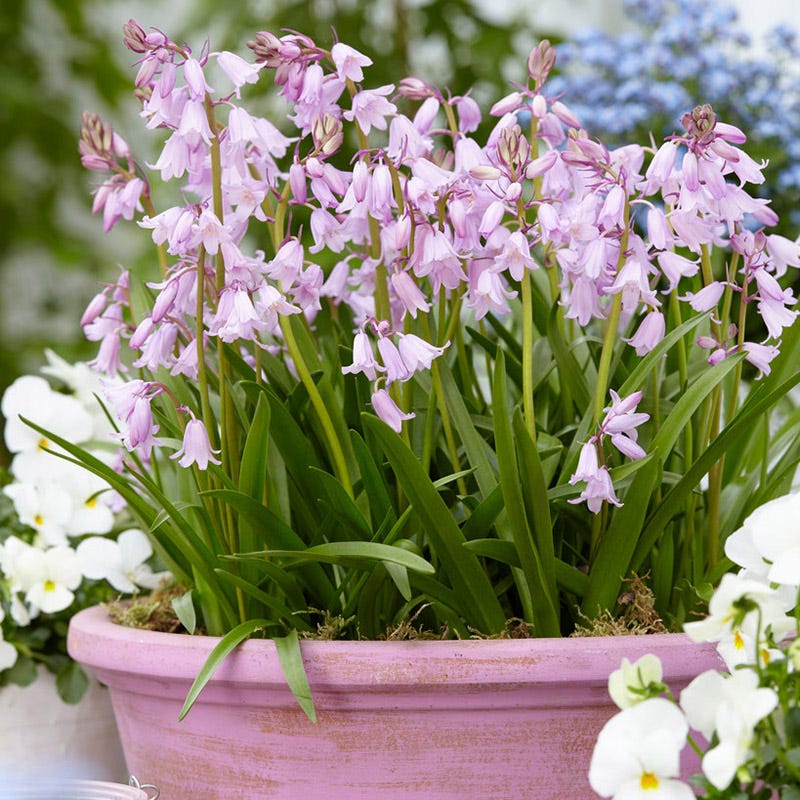 bluebell plants in pots Pink Spanish Bluebells