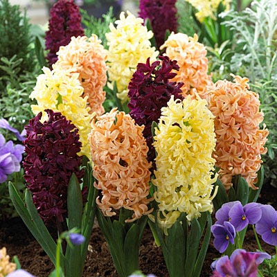 Tequila Sunrise Hyacinth Mix