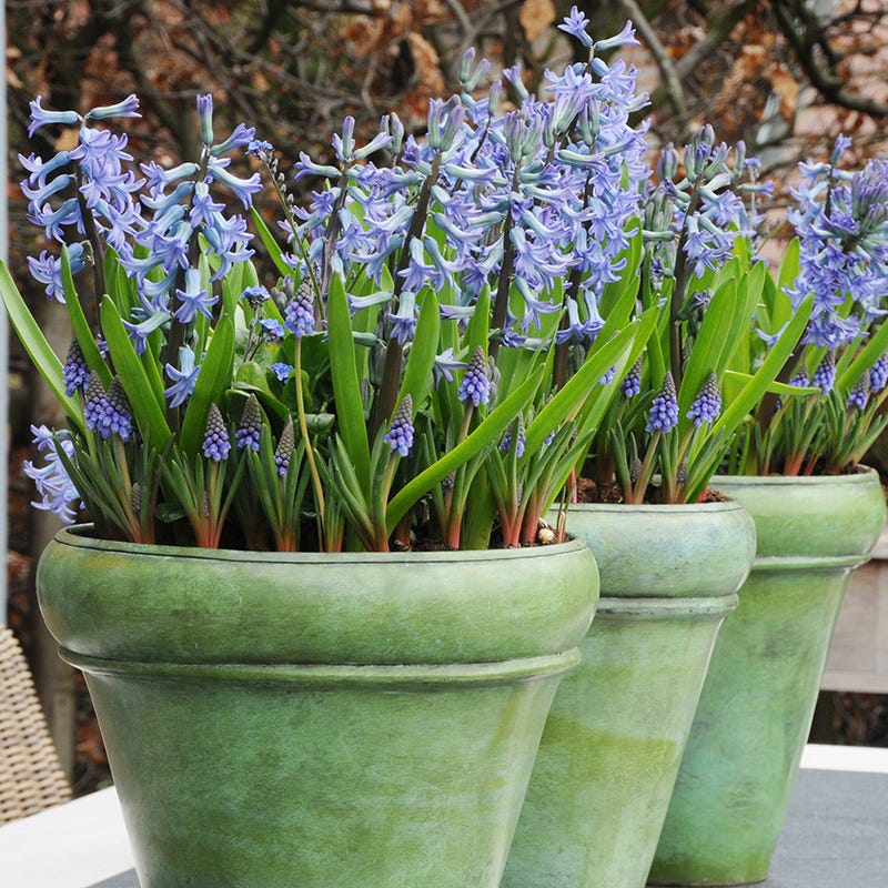 blue hyacinth house plant Blue Festival Hyacinth Bulbs