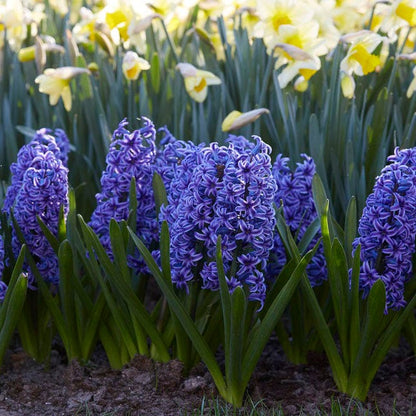 Blue Jacket Hyacinth