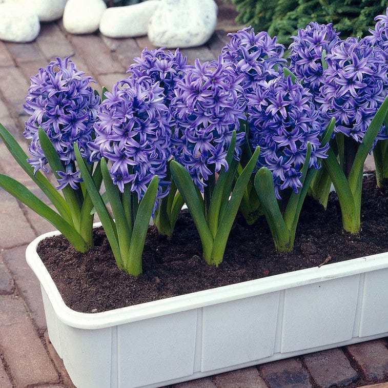 Blue Jacket Hyacinth