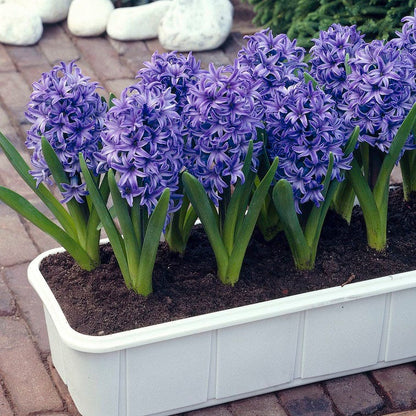 Blue Jacket Hyacinth