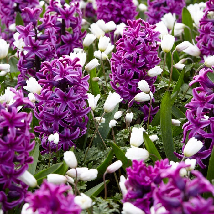 Miss Saigon Hyacinth, Hyacinthus | American Meadows