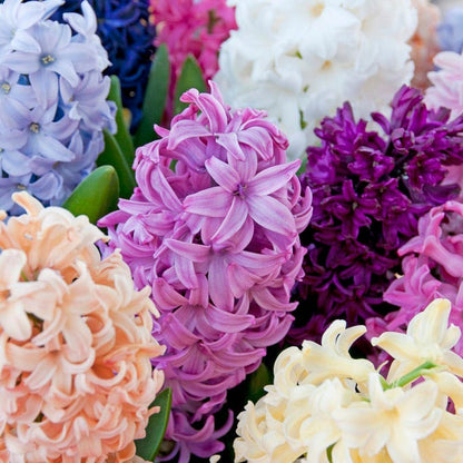 Hyacinth Mix