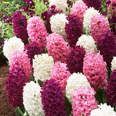 Valentine Hyacinth Mix
