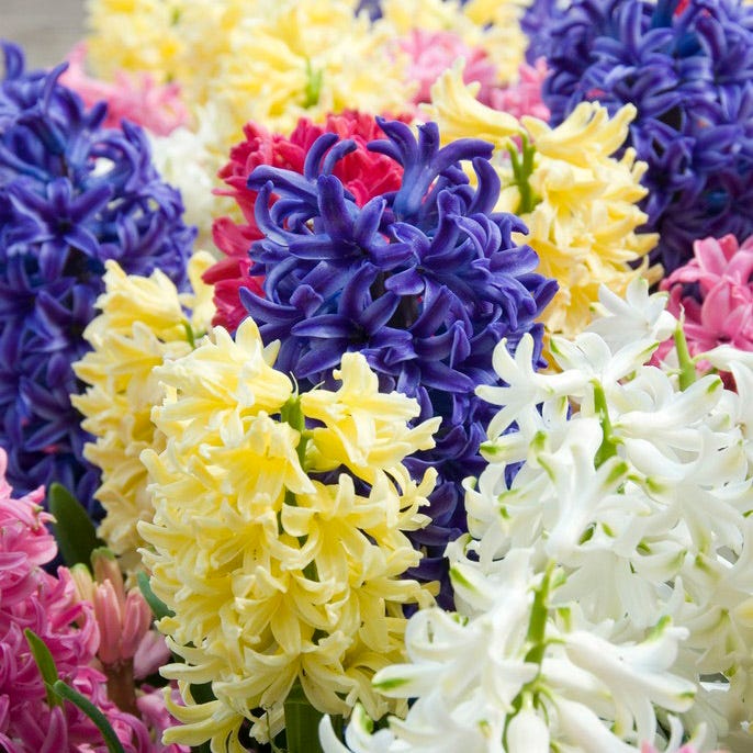 Hyacinth Mix