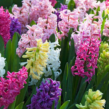 Hyacinth Mix