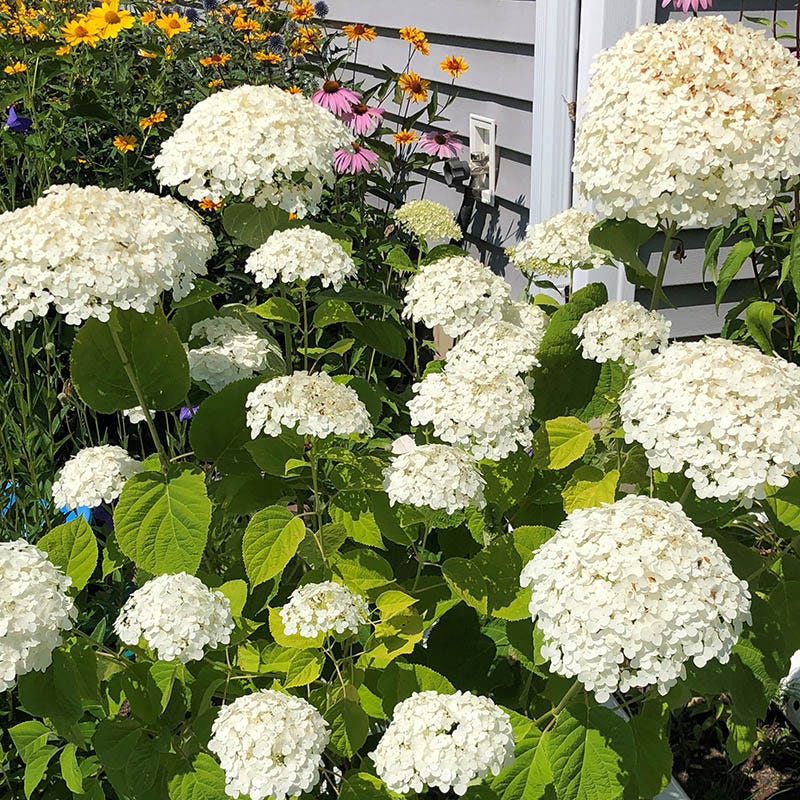 Farmhouse Pre-Planned Garden