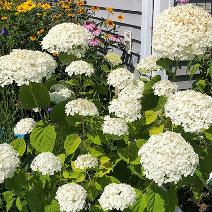 Farmhouse Pre-Planned Garden