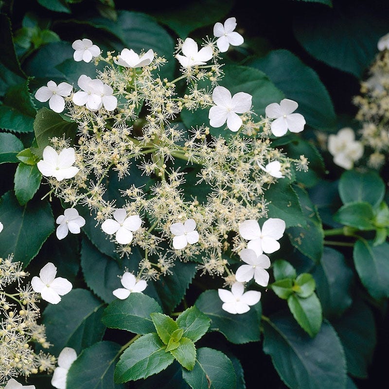 Climbing Hydrangea Vine
