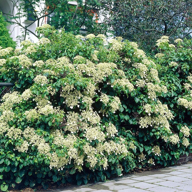Climbing Hydrangea Vine