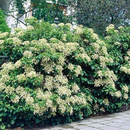 Climbing Hydrangea Vine