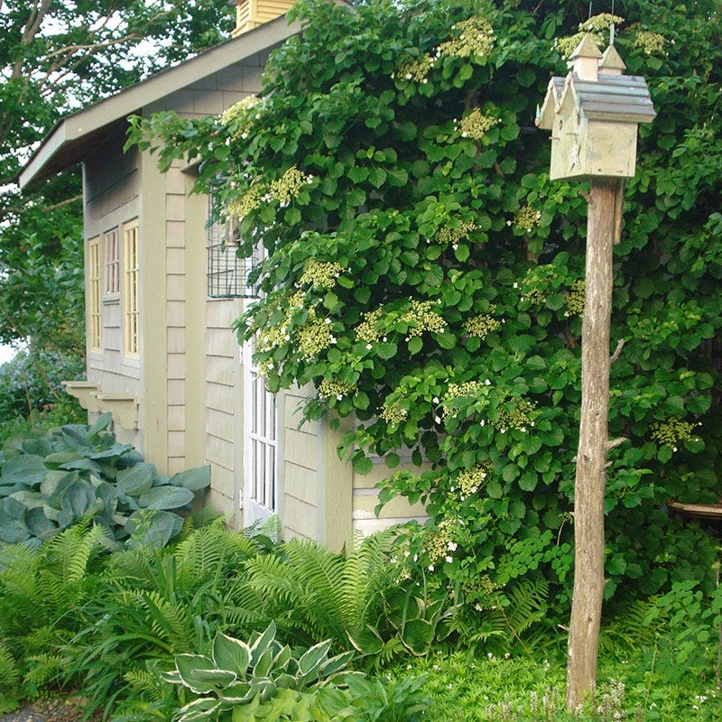Climbing Hydrangea Vine