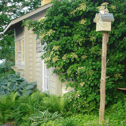 Climbing Hydrangea Vine