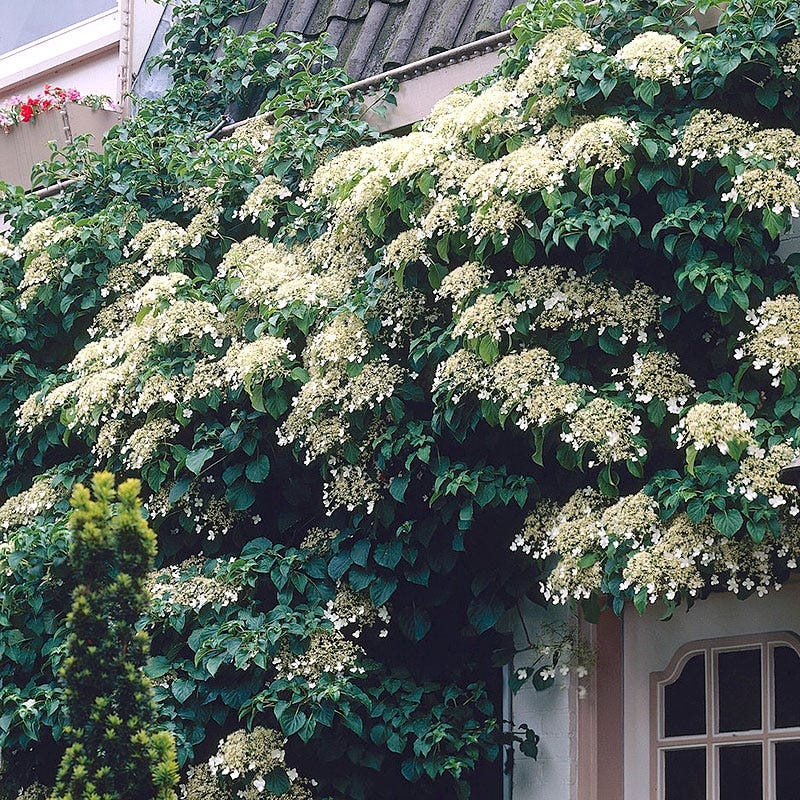 Climbing Hydrangea Vine
