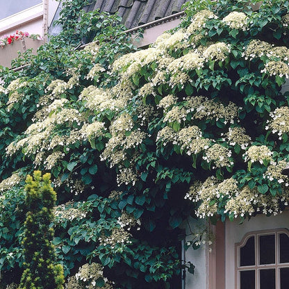 Climbing Hydrangea Vine