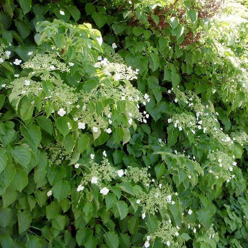 Climbing Hydrangea Vine