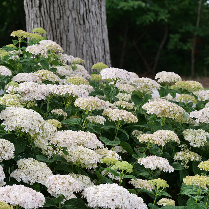 Invincibelle Wee White® Hydrangea, photo courtesy of Proven Winners®
