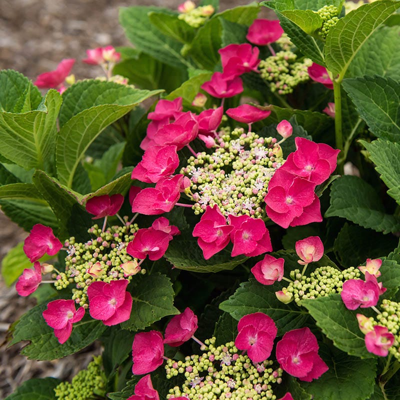 Cherry Explosion Hydrangea