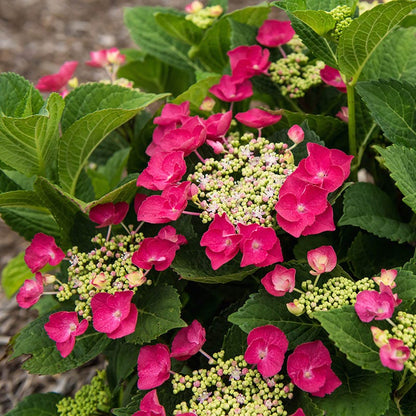 Cherry Explosion Hydrangea