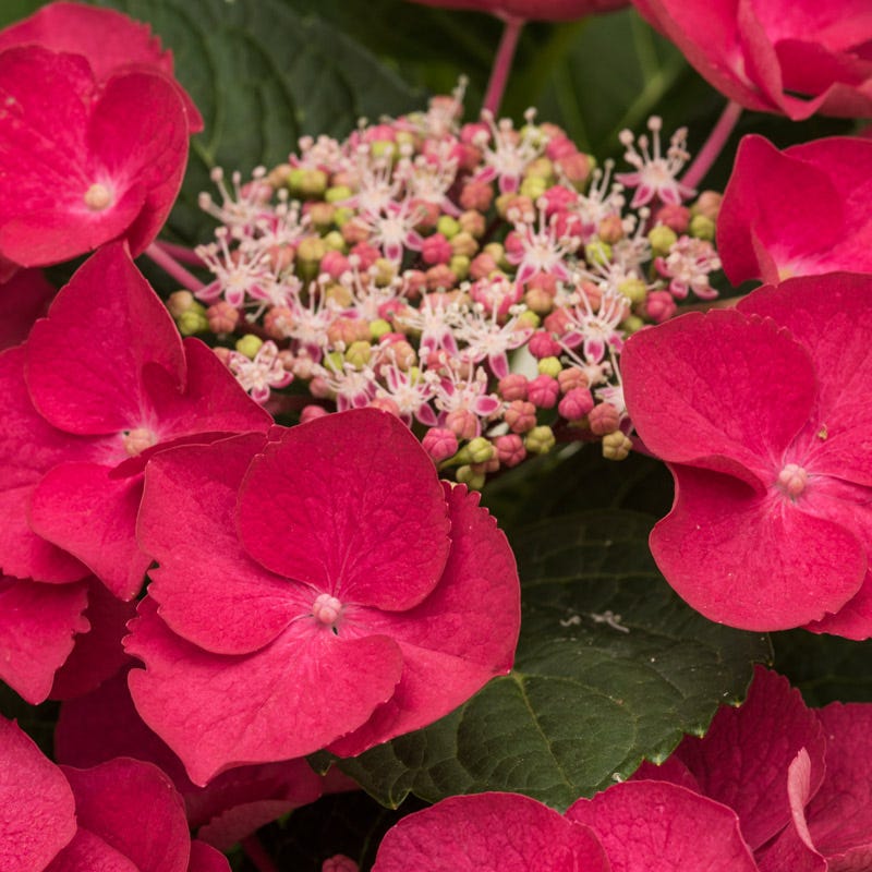 Cherry Explosion Hydrangea